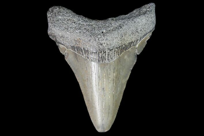 Juvenile Megalodon Tooth - Georgia #101328